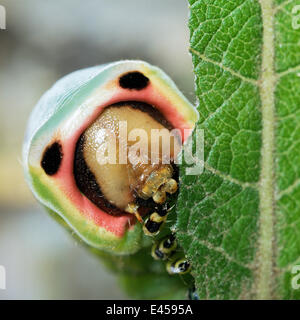 Close up Puss Moth caterpillar {Cerura vinula} alimentando il salicone, UK. Foto Stock