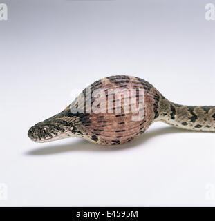 Uovo di serpente mangiare circa a schiacciare l'uovo ha ingoiato. Sequenza 5/8 {Dasypeltis scabra} Africa Foto Stock