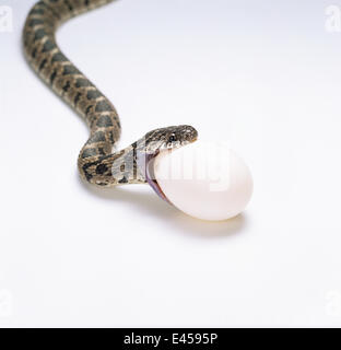 Uovo di serpente mangiare circa di inghiottire l'uovo, sequenza 1/8 {Dasypeltis scabra} Africa Foto Stock