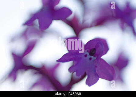 Quattro-spotted orchid (Orchis quadripunctata) in fiore, Monte Sacro, il Parco Nazionale del Gargano, Gargano in Puglia, Italia, Aprile 2008 WWE LIBRO. Foto Stock