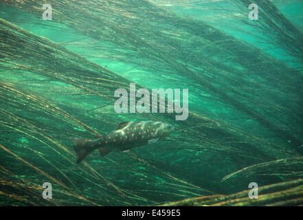 La trota marrone (Salmo trutta fario) tra ance, fiume Gacka, Croazia, 1987 Foto Stock