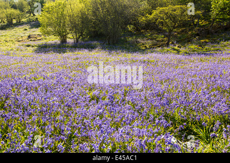 Bluebells e Hazel coppicing cresce su una collina calcarea in Yorkshire Dales National Park, Regno Unito. Foto Stock