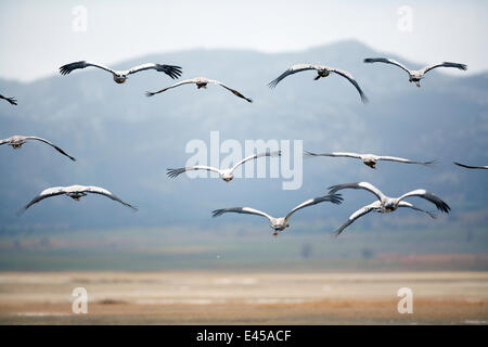 Vista posteriore della gru comune {grus grus} in volo, Laguna de Gallocanta, Teruel, Aragona, Spagna Foto Stock