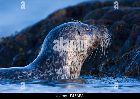 Guarnizione comune {Phoca vitulina} proveniente dal mare a cala out site, Islay, Argyll, Scotland, Regno Unito. Febbraio Foto Stock