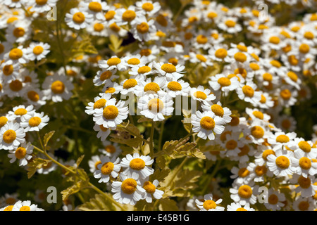 Close-up immagine di Matricale (Tanacetum parthenium) Foto Stock