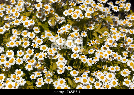 Close-up immagine di Matricale (Tanacetum parthenium) Foto Stock