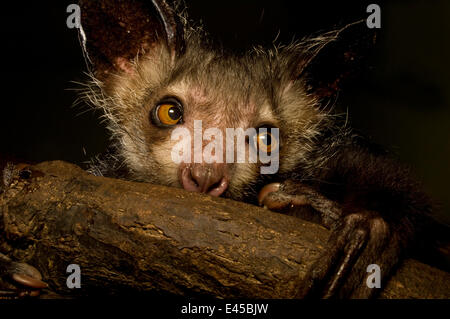 Aye-aye (Daubentonia madagascariensis) estraendo le larve del coleottero dal legno. Endemica del Madagascar. Fotografato in condizioni controllate a Durrell Wildlife Conservation Trust, Jersey, Regno Unito. captive Foto Stock