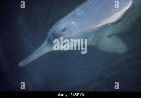 Yangtze / Chinese delfini di fiume / Beiji {Lipotes vexillifer} in pericolo critico - ufficialmente dichiarato estinto a fine 2007. Questo individuo (un maschio chiamato Qi-Qi) è stato fotografato in cattività nel 1988 presso l'Institute of Hydrobiology, Wuhan, Cina Foto Stock