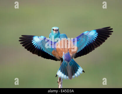 Rullo europea (Coracias garrulus) coppia, display Pusztaszer, Ungheria, Maggio 2008 Foto Stock