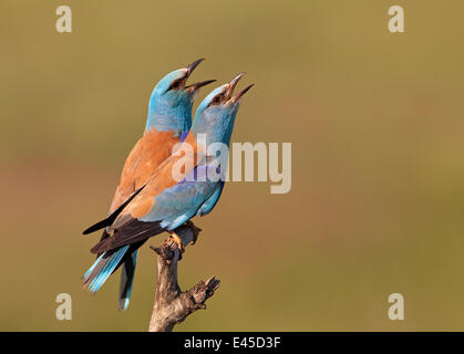 Rullo europea (Coracias garrulus) coppia vocalising, Pusztaszer, Ungheria, Maggio 2008 Foto Stock