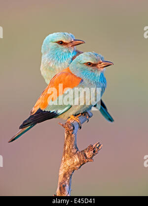 Rullo europea (Coracias garrulus) coppia appollaiato sul ramo, Pusztaszer, Ungheria, Maggio 2008 Foto Stock