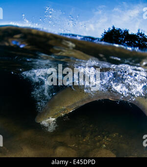 Salmone atlantico (Salmo salar) appena sotto la superficie, Orkla River, Norvegia, settembre 2008 Foto Stock