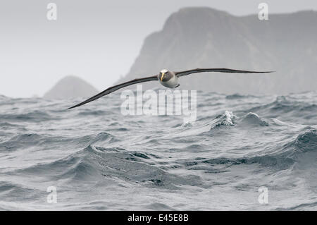 Buller's albatross / Mollyhawk (Thalassarche / Diomedea bulleri) volando sul mare, Isole Chatham, off meridionale di Nuova Zelanda Foto Stock