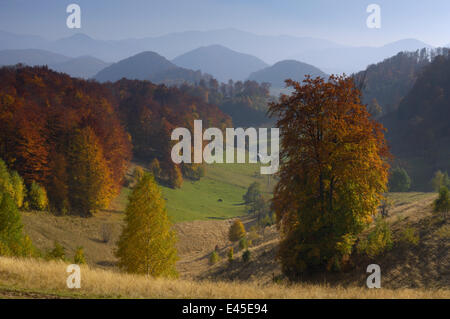 Pascoli e bosco colline coperte, Piatra Craiului National Park, Transilvania meridionale, le montagne dei Carpazi, Romania, Ottobre 2008 Foto Stock