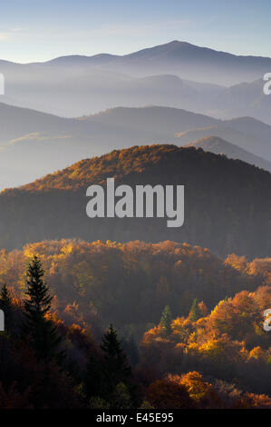 Foresta di colline coperte, Piatra Craiului National Park, Transilvania meridionale, le montagne dei Carpazi, Romania, Ottobre 2008 Foto Stock