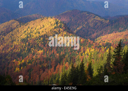 Foresta di colline coperte, Piatra Craiului National Park, Transilvania meridionale, le montagne dei Carpazi, Romania, Ottobre 2008 Foto Stock