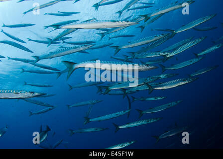 Striped / Mediterraneo barracuda (Sphyraena sphyraena) shoal, perduto, Isole Lavezzi, Corsica, Francia, settembre 2008 Foto Stock