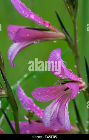 Campo gladiolus (Gladiolus italicus) close-up di fiori coperti di gocce di pioggia, Limassol, Cipro, Aprile 2009 Foto Stock