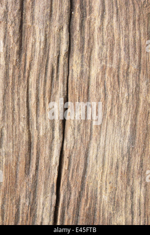 Modello di decadimento di legno Foto Stock