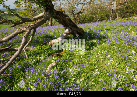 Bluebells e primule che cresce su una collina calcarea in Yorkshire Dales National Park, Regno Unito, con un vecchio Rowan tree. Foto Stock