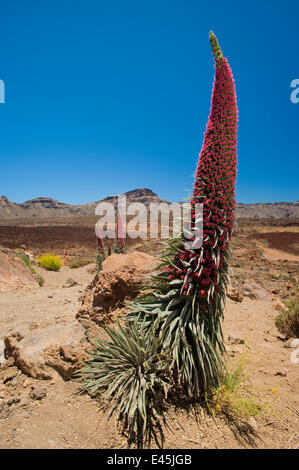 Red Giant tajinaste / Mount Teide bugloss (Echium wildpretii) fioritura, Parco Nazionale di Teide Tenerife, Isole Canarie, Maggio 2009 Foto Stock