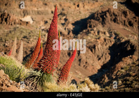 Red Giant tajinaste / Mount Teide bugloss (Echium wildpretii) fiori, Parco Nazionale di Teide Tenerife, Isole Canarie, Maggio 2009 Foto Stock