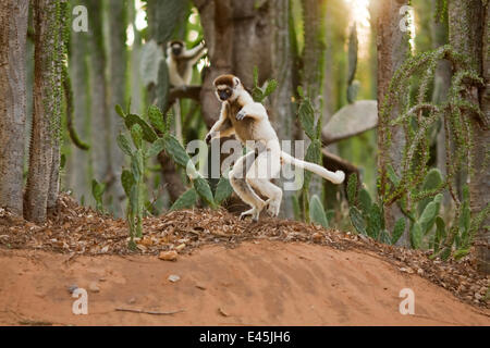 La Verreaux sifaka (Propithecus verreauxi) 'Shopping' su terreno aperto per raggiungere la nuova area di alimentazione, Berenty Riserva Privata, Madagascar, Ottobre Foto Stock