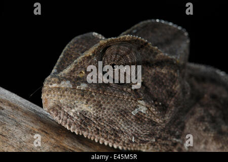 Camaleonte africano (Chamaeleo africanus) ritratto, fotografato in un captive svernamento programma, del Peloponneso, della Grecia, Maggio 2009 Foto Stock