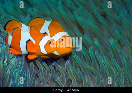 False clown anemonefish (Amphiprion ocellaris) coppia, femmina con maschio minore nuoto passato attinie, Misool Raja Ampat, Papua occidentale, in Indonesia Foto Stock