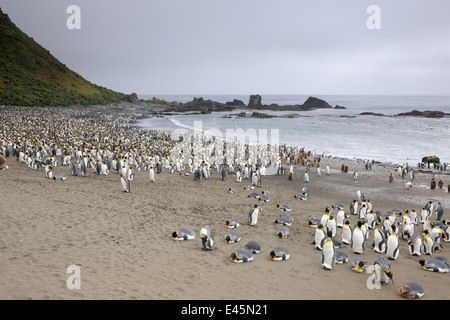 Re pinguini (Aptenodytes patagonicus) colonia sulla spiaggia con vista oceano in background ,spiaggia sabbiosa nel Sub acque antartiche, M Foto Stock