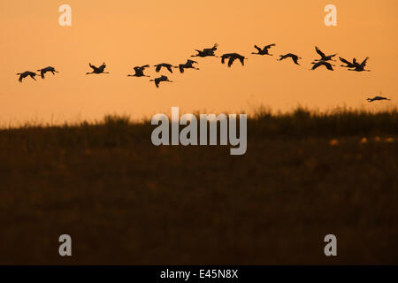 Gregge di Demoiselle gru (Anthropoides virgo) in volo a sunrise, Bagerova steppa, penisola di Kerch, Crimea, Ucraina, Luglio 2009 Foto Stock