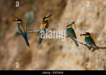 Quattro europee gruccioni (Merops apiaster) appollaiato sul ramo con il cibo nella colonia di allevamento, Bagerova steppa, penisola di Kerch, Crimea, Ucraina, Luglio 2009 Foto Stock