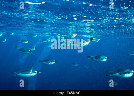 Pinguini imperatore (Aptenodytes forsteri) nuoto subacqueo, Cape Washington, Antartico, il Mare di Ross, Ottobre Foto Stock