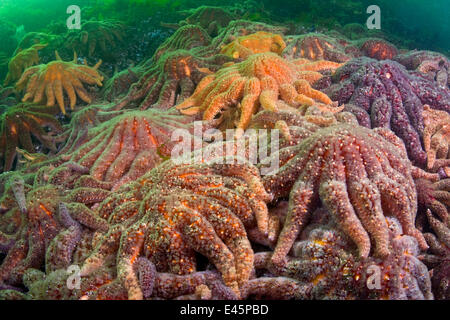 Grande gruppo di girasole stelle di mare (Asterias / Pycnopodia helianthoides) copertura della roccia, costa del Pacifico, Canada, Agosto Foto Stock