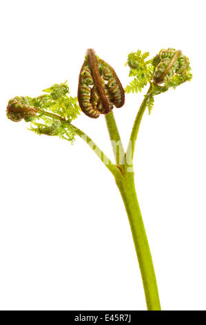 Spiegatura frond singolo di Bracken (Pteridium aquilinum) Scozia, Regno Unito Foto Stock