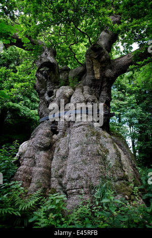 Antica quercia (Quercus) Savernake Forest, Wiltshire, Regno Unito Foto Stock