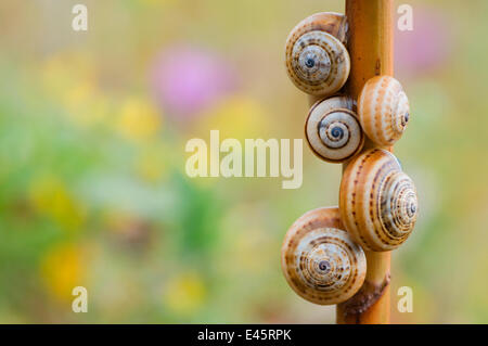 Brown a labbro / Grove / Nastrare lumache (Cepaea nemoralis) sul gambo di pianta, Menorca, isole Baleari, Spagna, Europa Foto Stock