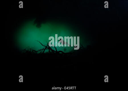 Sommozzatore esplorare 'Sistema' autolavaggio un calcare acqua dolce dolina / Cenote con stalattiti e stalagmiti, Tulum, Quintana Roo, Messico, Settembre 2008 Foto Stock
