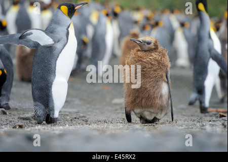 I capretti pinguino reale (Aptenodytes patagonicus) in piedi nella colonia sulla spiaggia di Macquarie Island, sub acque antartiche. Foto Stock