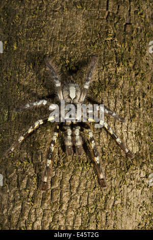 Indiano tarantola ornamentali, Poecilotheria regalis, RARE, Matheran, distretto di Raighad, Maharashtra Foto Stock