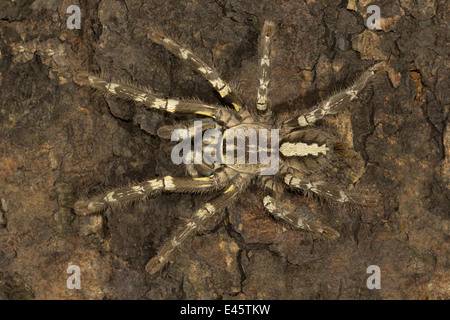 Indiano tarantola ornamentali, Poecilotheria regalis, RARE, Matheran, distretto di Raighad, Maharashtra Foto Stock