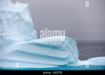 Orso polare (Ursus maritimus) femmina e i suoi due cuccioli su grandi iceberg off Isola Baffin. Nunavut, Canada, Agosto 2010 Foto Stock