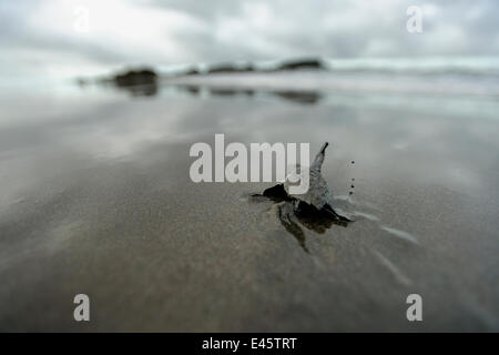 Un Olive Ridley sea turtle hatchling (Lepidochelys olivacea) sulla sua via verso il mare. I neonati si orientano dalla luminosità dell'orizzonte sopra l'oceano, Ostional NP, Costa Rica. Ottobre Foto Stock