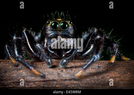 Nero Crociera Jumping {Salticidae}. La foresta pluviale tropicale, penisola di Masoala National Park, nel nord-est del Madagascar. Foto Stock