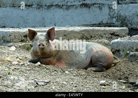 Suini domestici di posa a terra Foto Stock