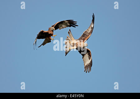 Due Red Kites (Milvus milvus) combattimenti in volo. Mid-Wales, Regno Unito, ottobre 2010. Foto Stock