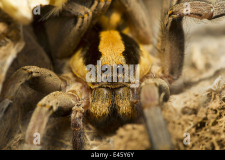 WOLF SPIDER, Lycosa sp., comune, Mahabaleshwar, Maharashtra Foto Stock