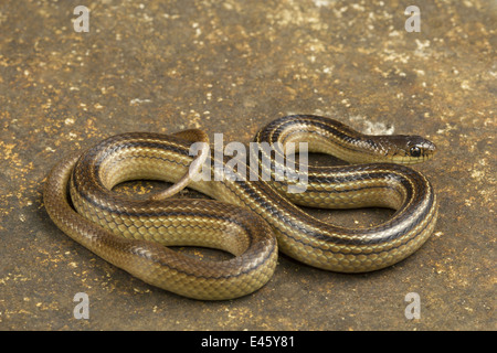 Minore di collo striato snake, Liopeltis calamaria, rare, Mahabaleshwar, Maharashtra Foto Stock