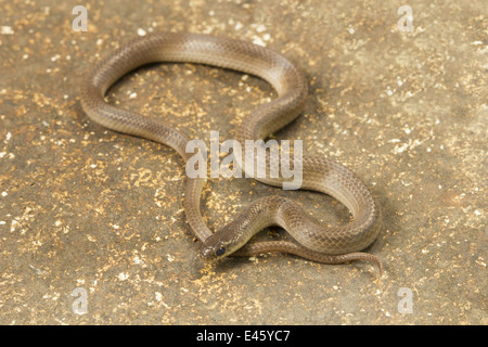 Minore di collo striato snake, Liopeltis calamaria, rare, Mahabaleshwar, Maharashtra Foto Stock