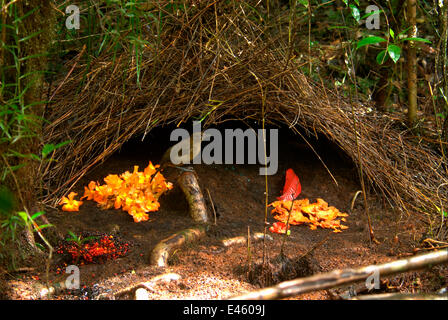 Voce maschile Vogelkop bowerbird (Amblyornis inornata) al di fuori della sua decorate bower. Penisola di Vogelkop, Papua occidentale, in Indonesia. Le foto scattate durante le riprese di BBC "vita" serie TV, Settembre 2008 Foto Stock